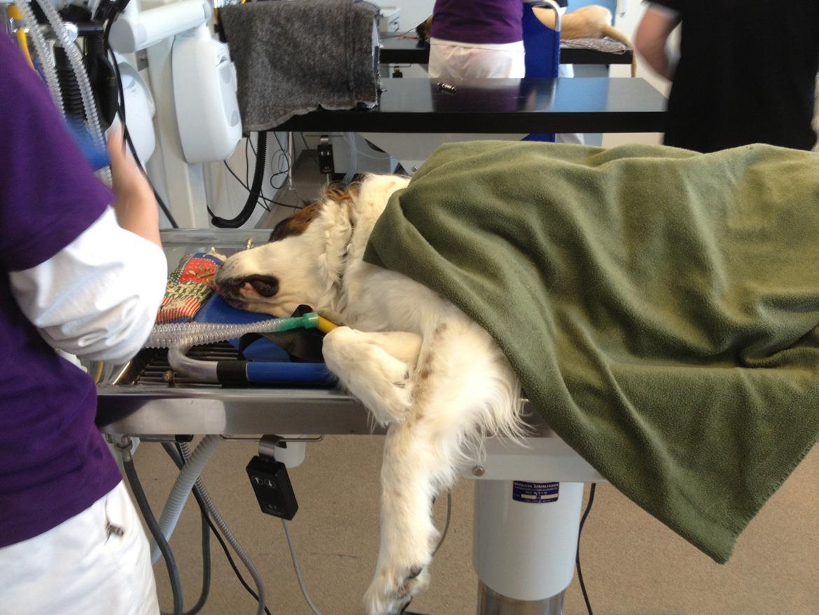 Nye billeder af Odin billede 12