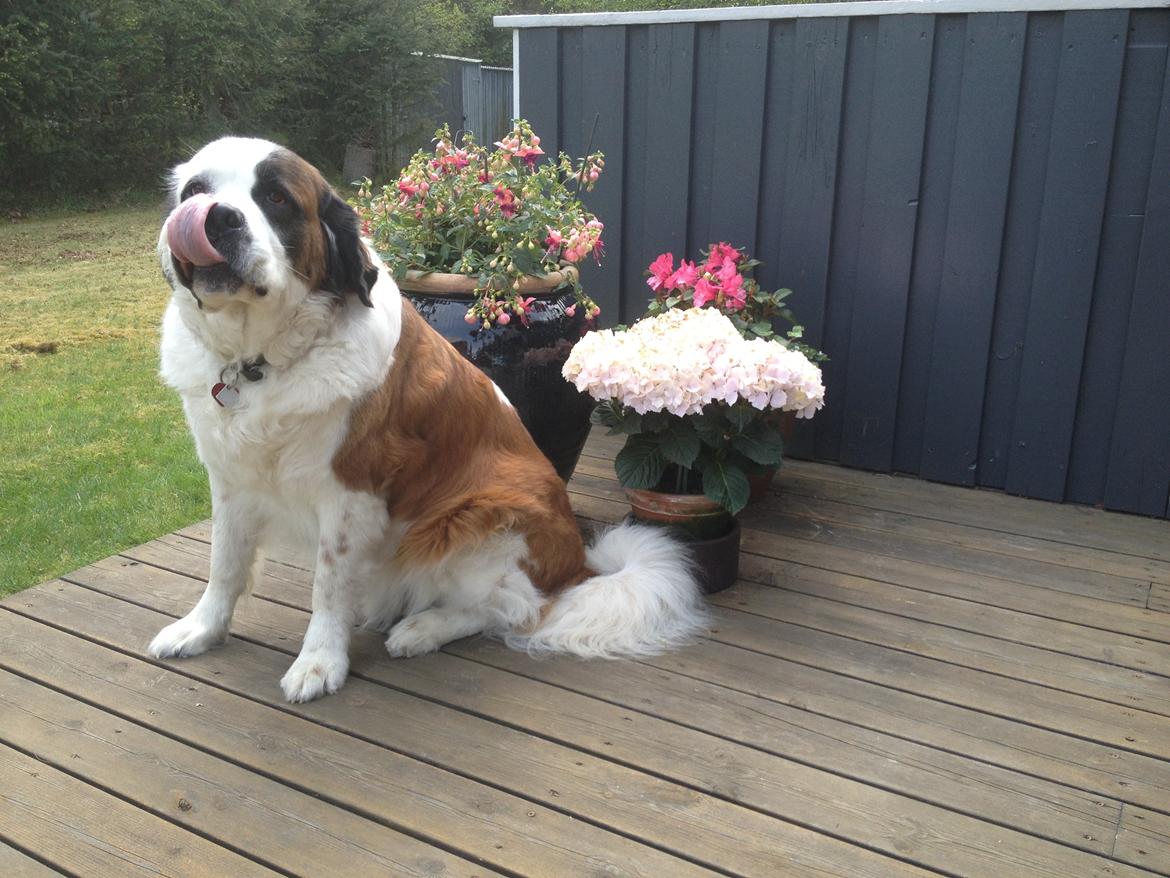 Nye billeder af Odin billede 13