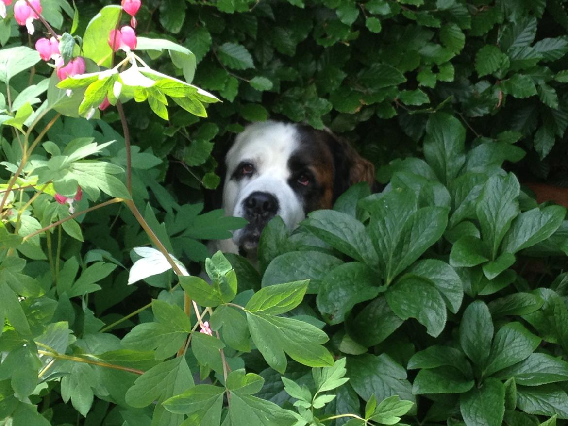 Nye billeder af Odin billede 14