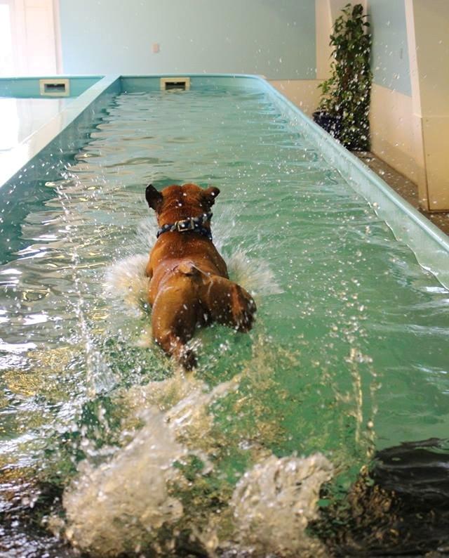 Elo`s HundeLiv billede 30