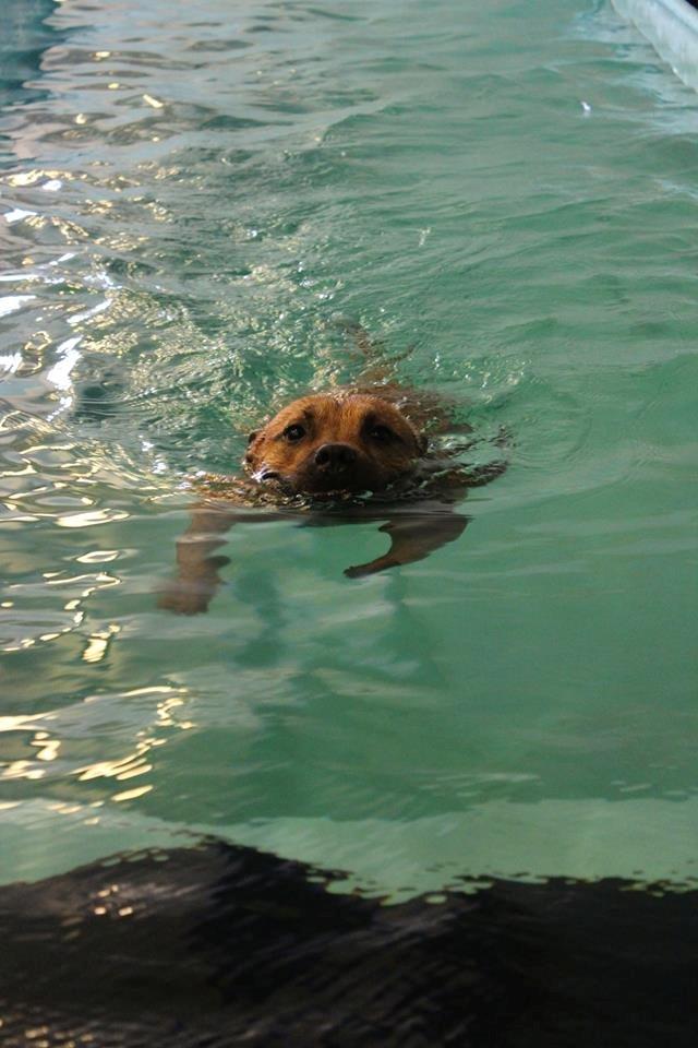 Elo`s HundeLiv billede 29