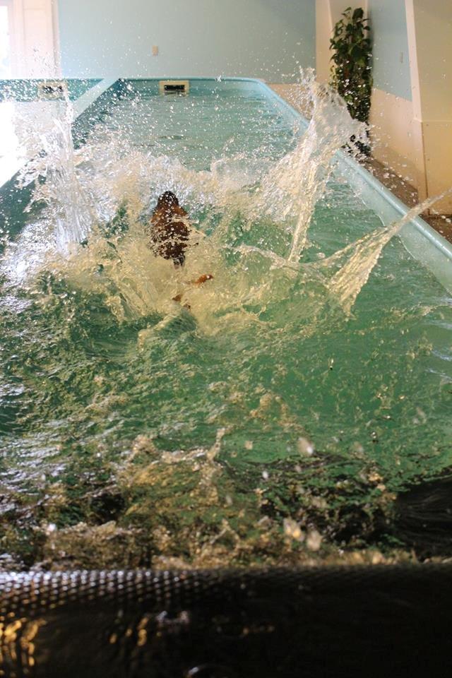 Elo`s HundeLiv billede 28