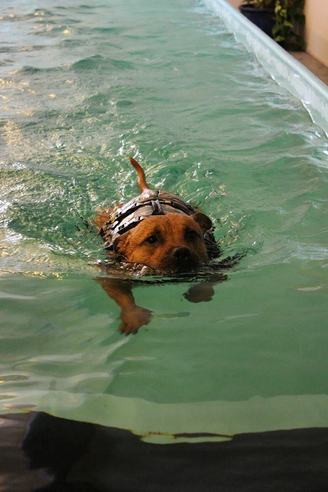 Elo`s HundeLiv billede 31