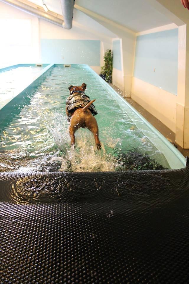 Elo`s HundeLiv billede 32