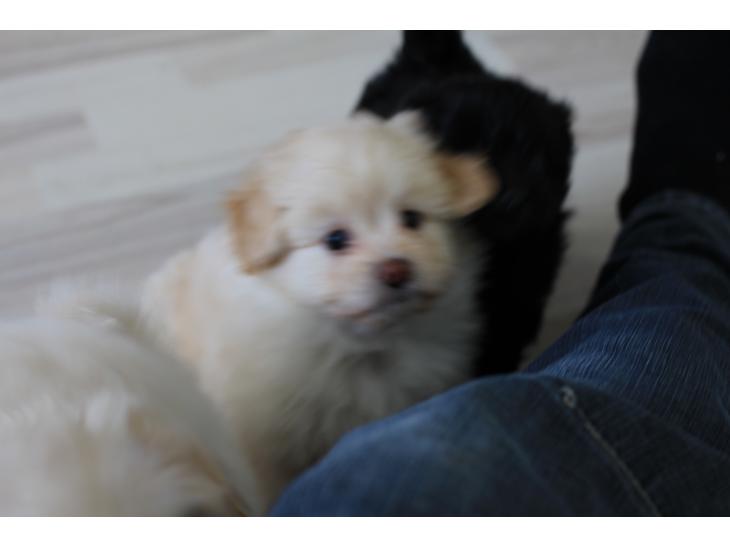 {{currentPhoto.altText}} billede {{currentPhoto.number}}