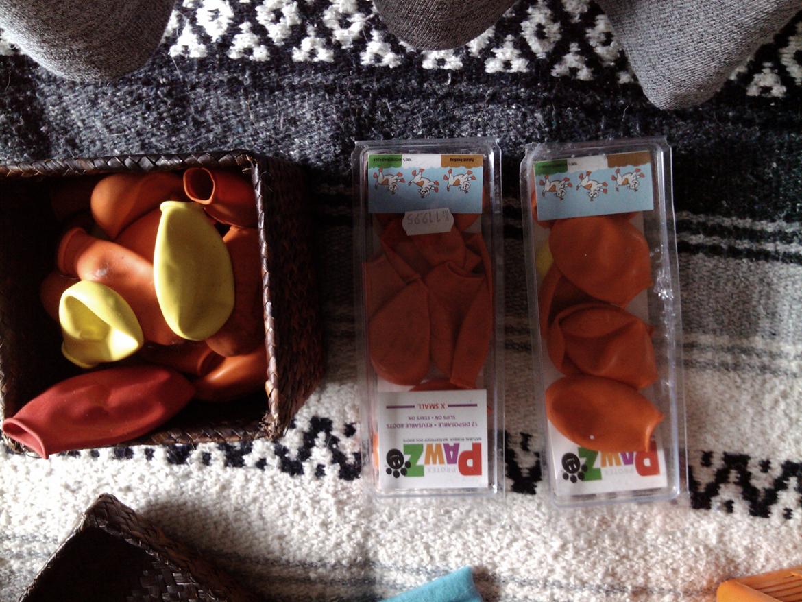 Hundeting billede 11