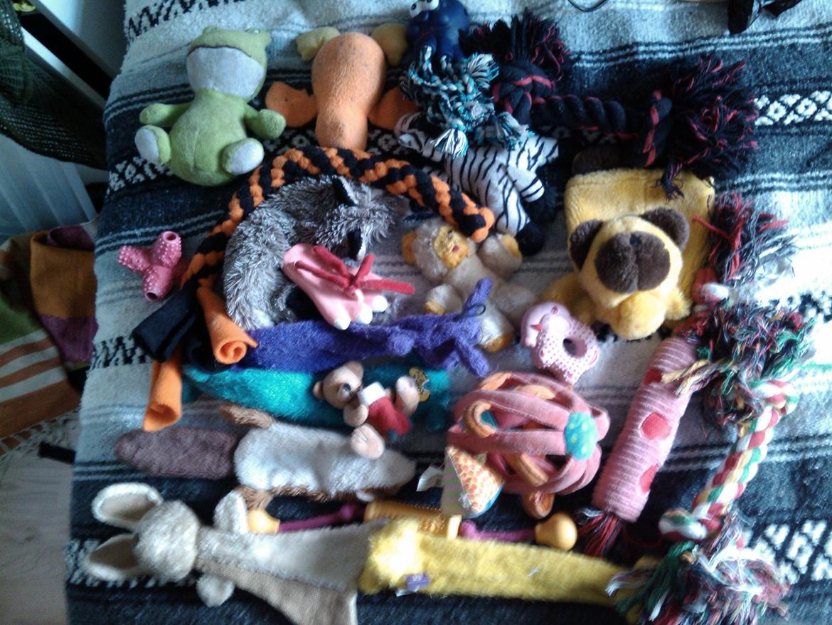 Hundeting billede 12