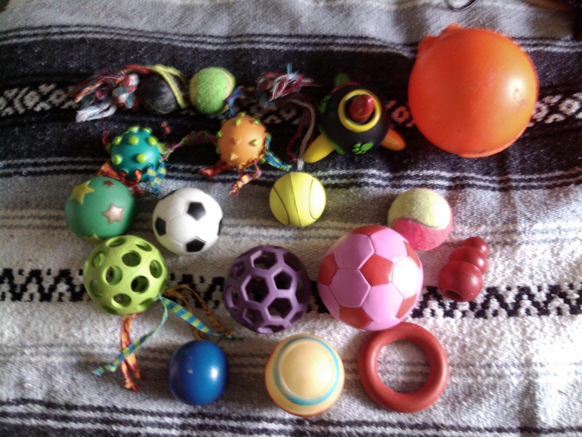 Hundeting billede 13