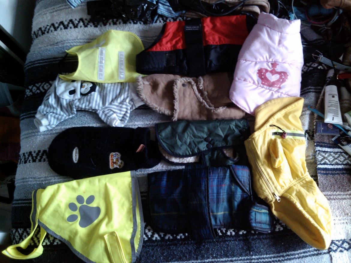 Hundeting billede 14