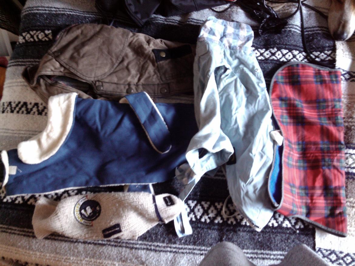 Hundeting billede 18