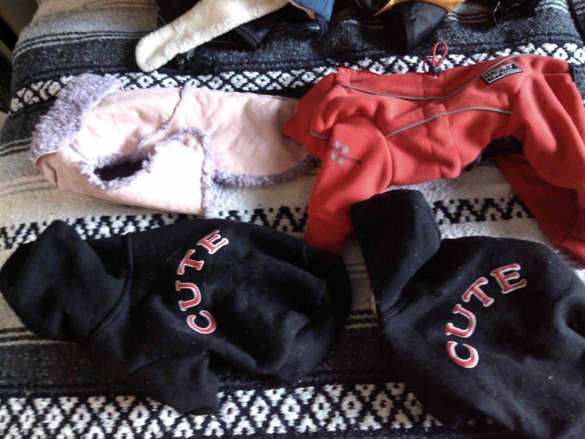 Hundeting billede 21