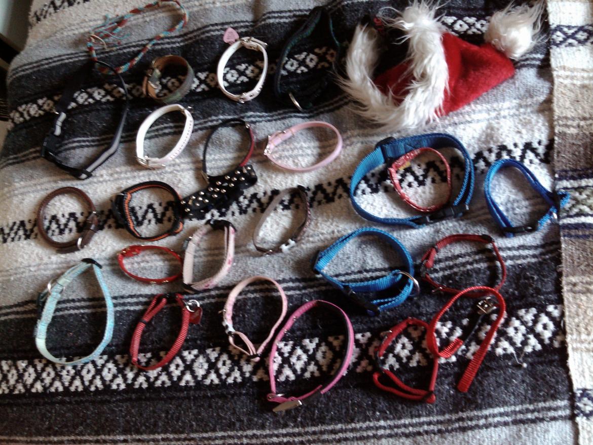 Hundeting billede 23