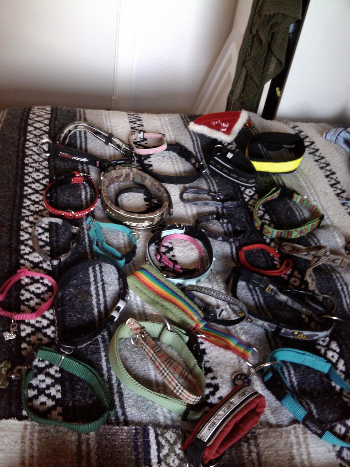 Hundeting billede 24