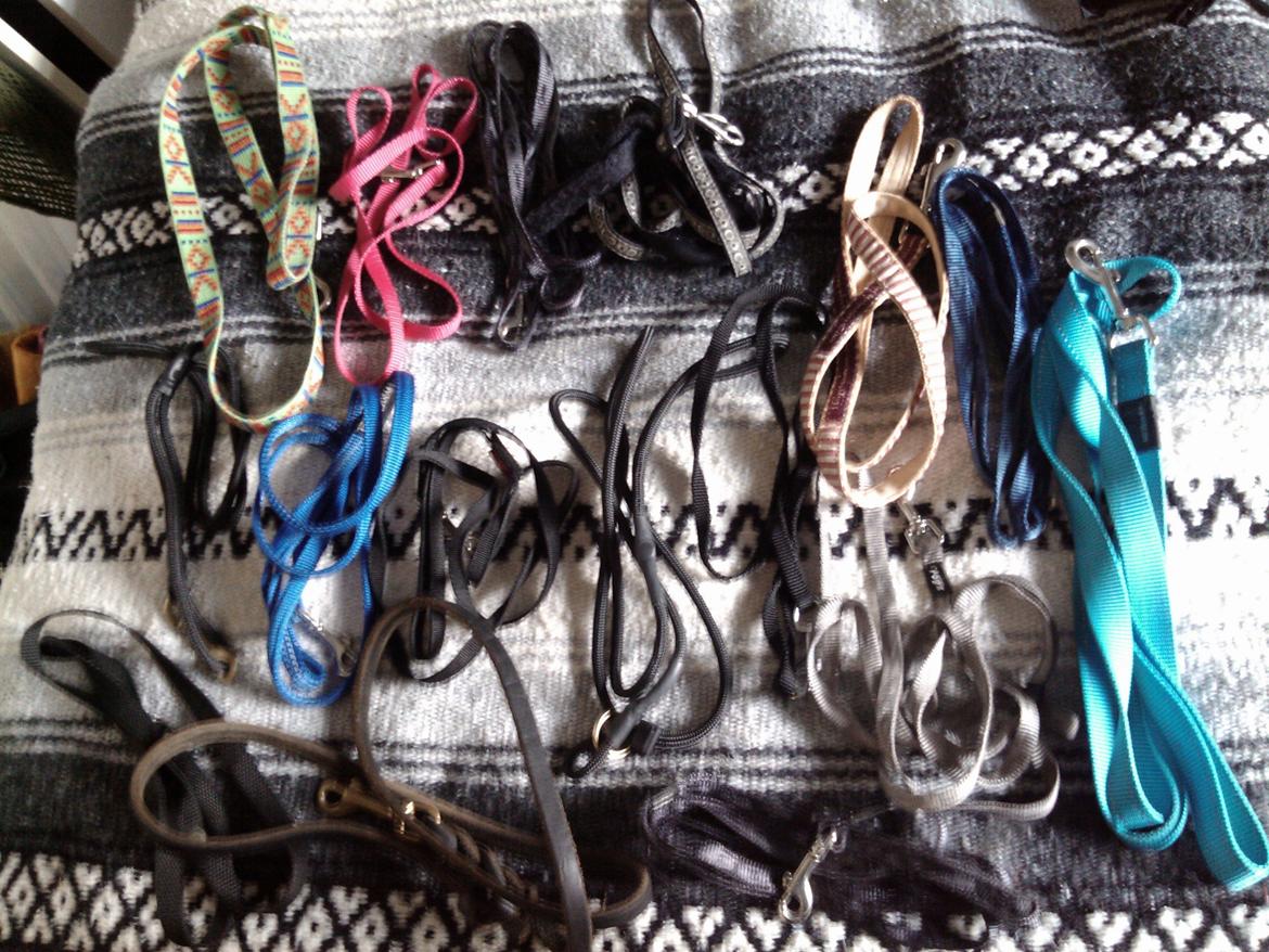 Hundeting billede 25