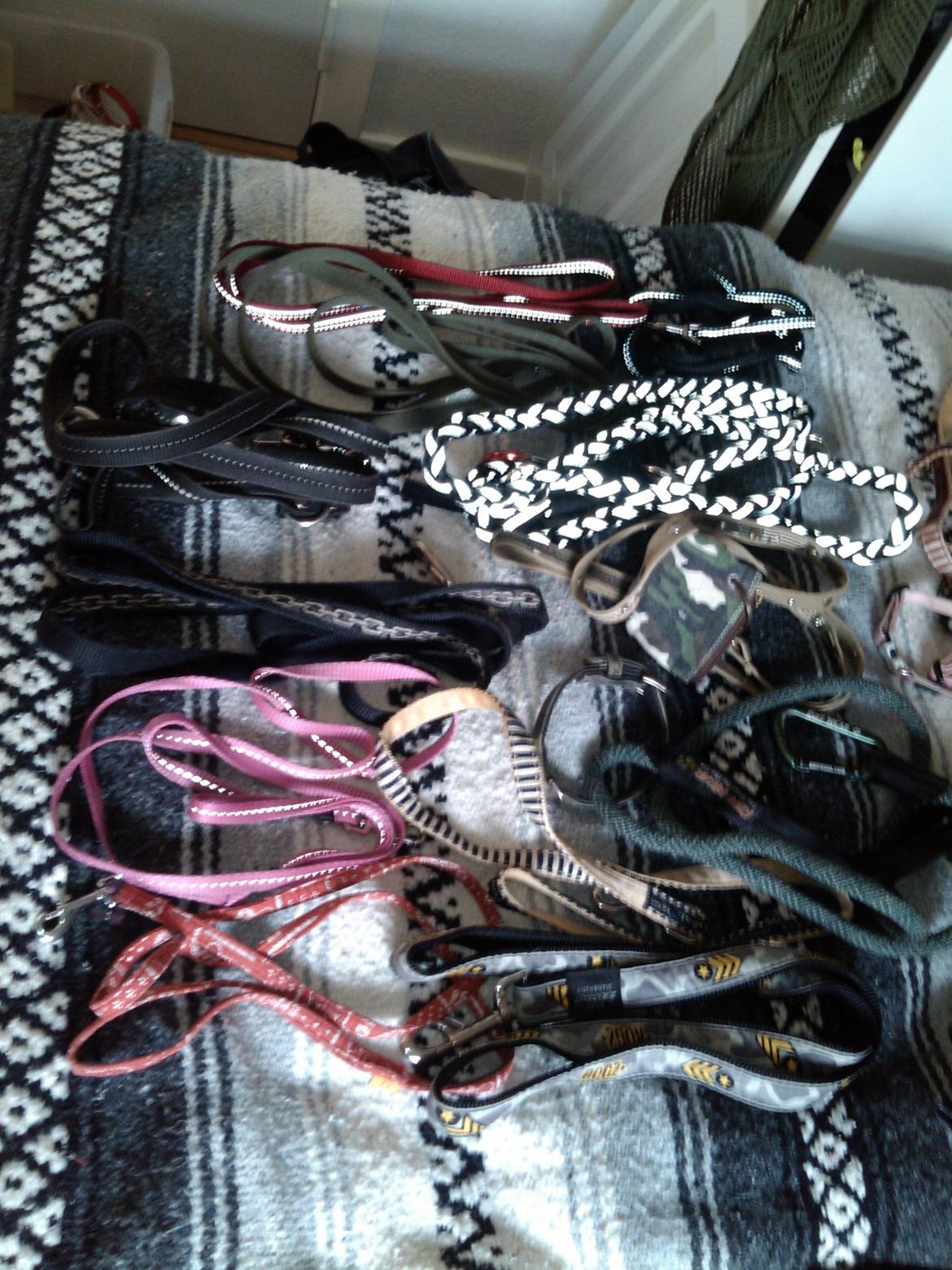 Hundeting billede 26