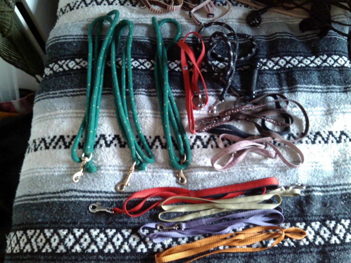 Hundeting billede 27