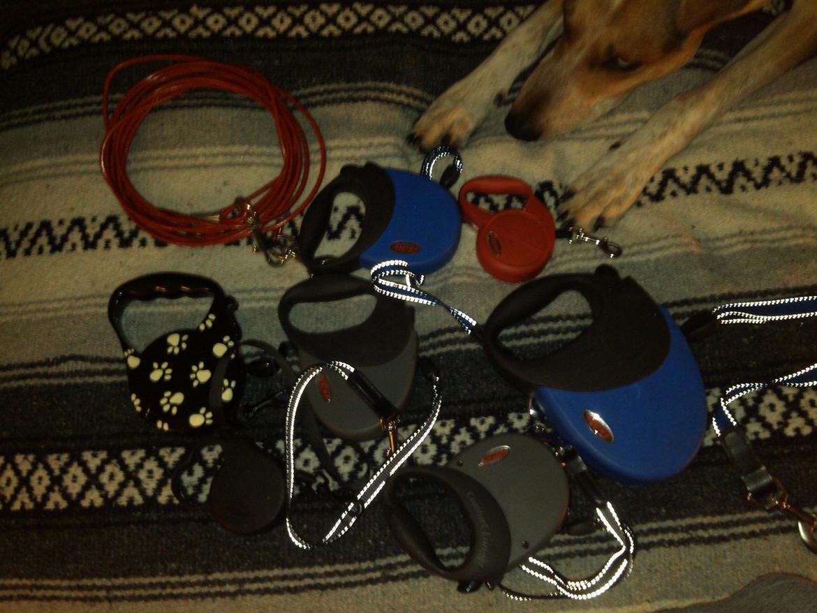 Hundeting billede 28