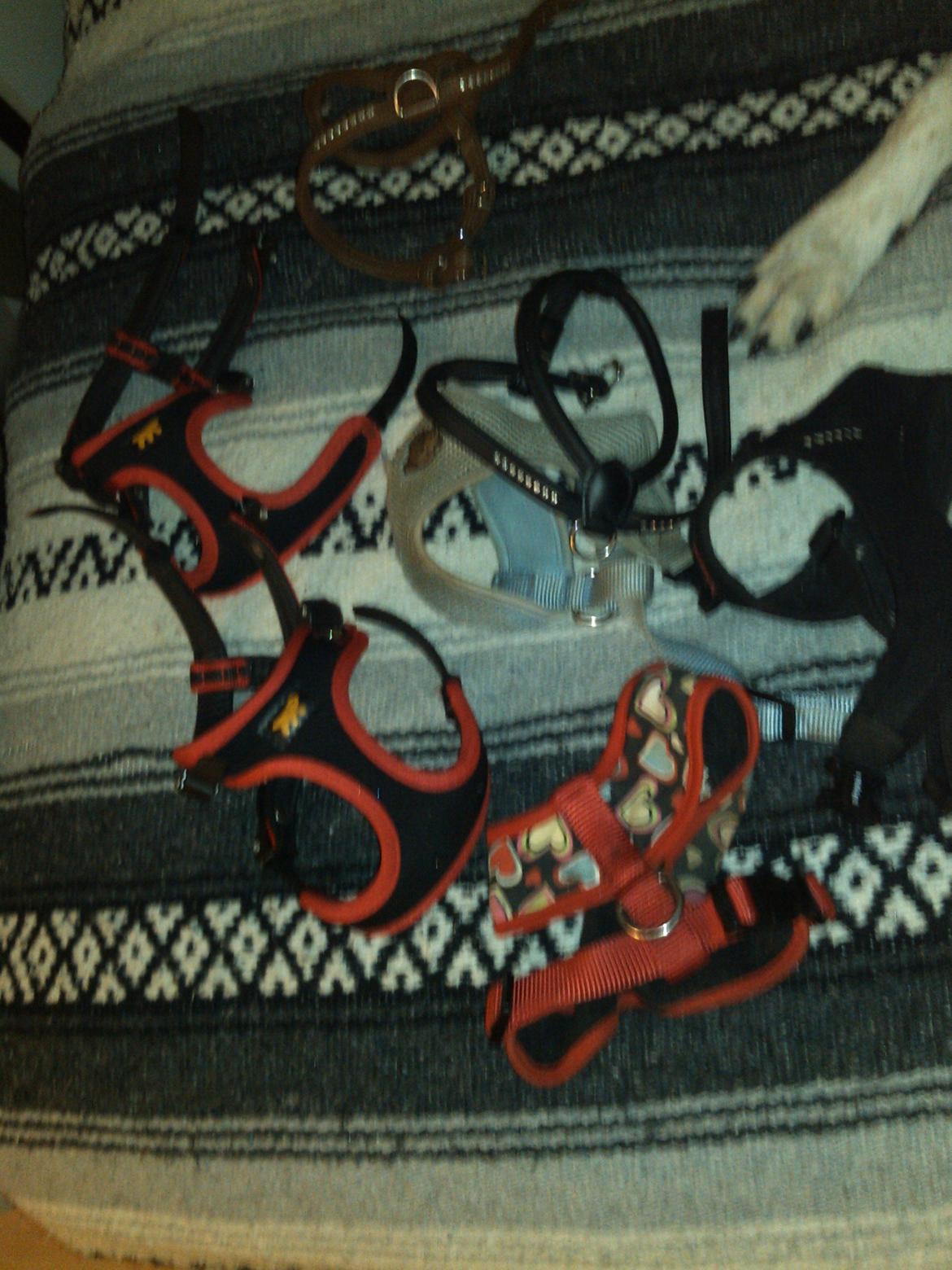 Hundeting billede 29