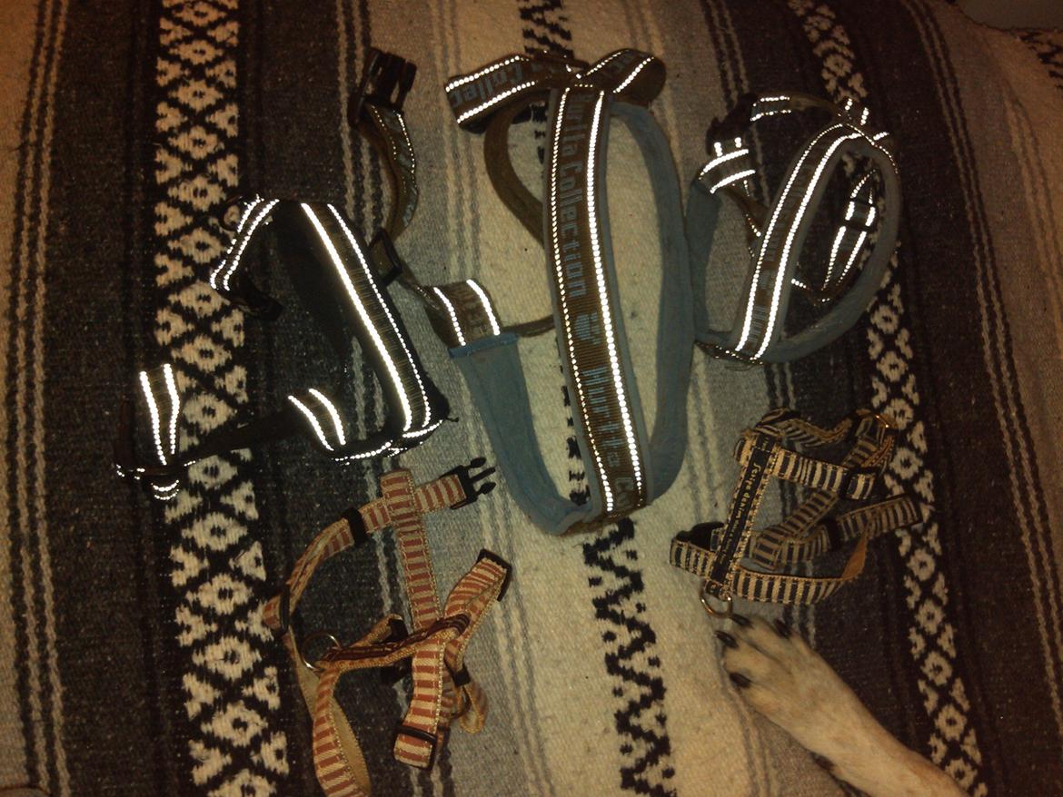 Hundeting billede 30