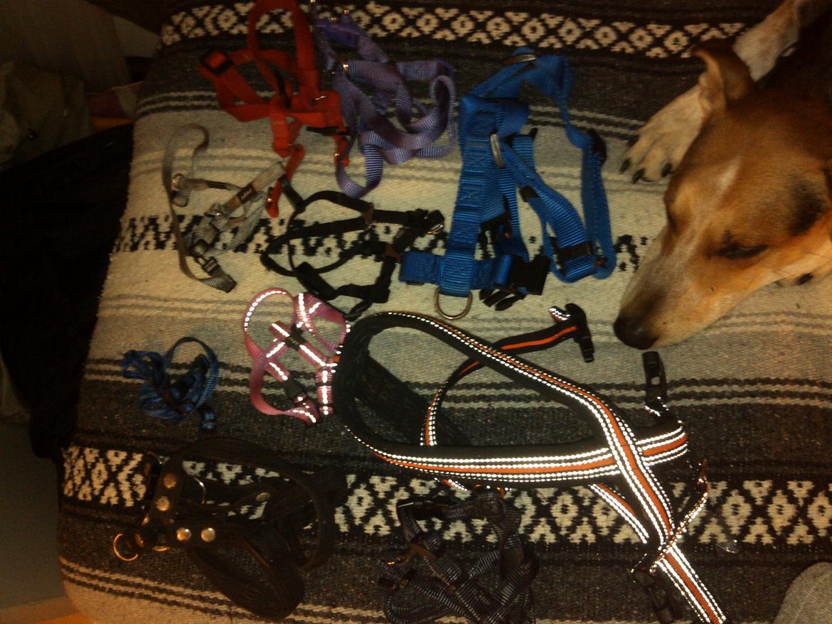 Hundeting billede 31