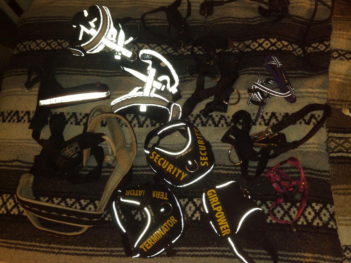 Hundeting billede 32