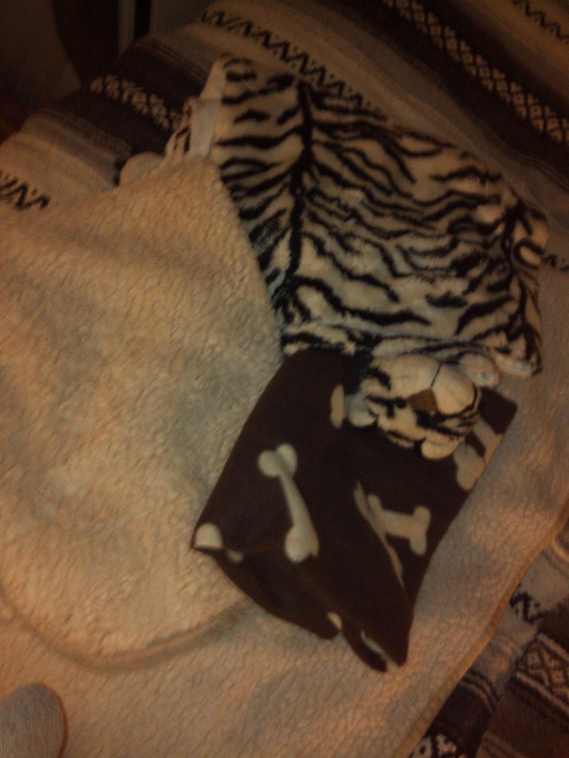 Hundeting billede 36