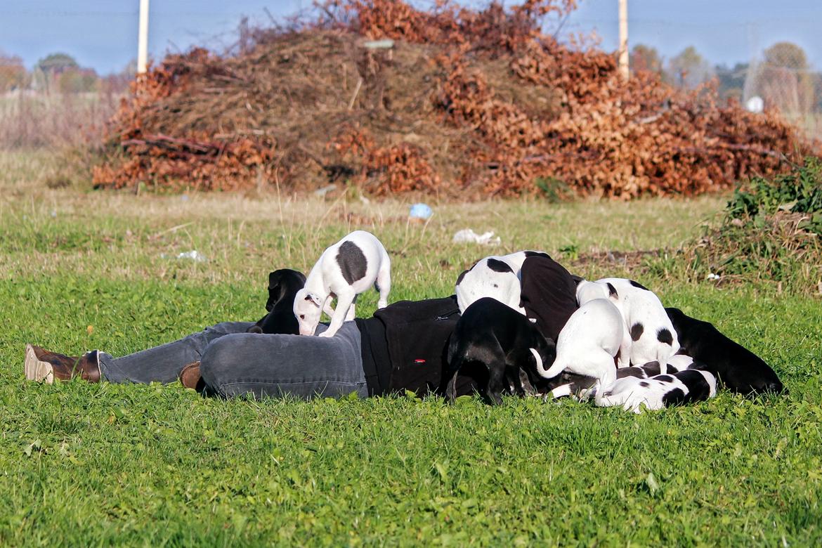 Whippet hvalpe billede 1