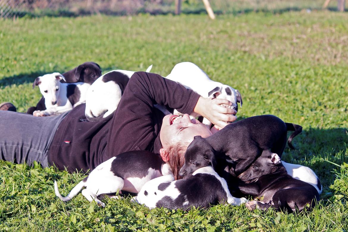 Whippet hvalpe billede 2