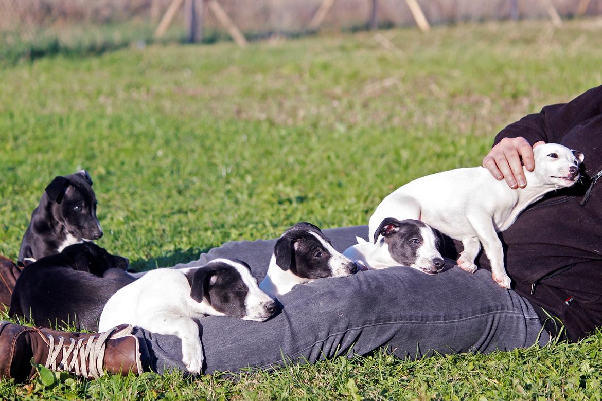 Whippet hvalpe billede 3