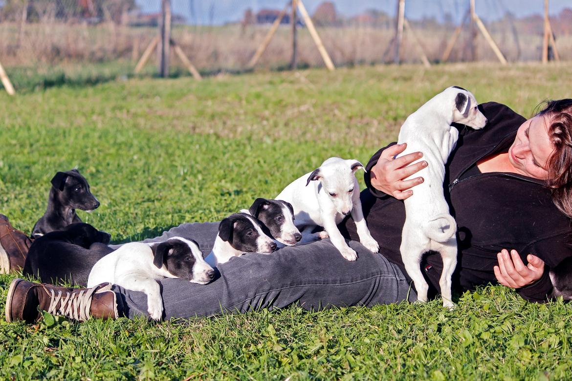 Whippet hvalpe billede 4