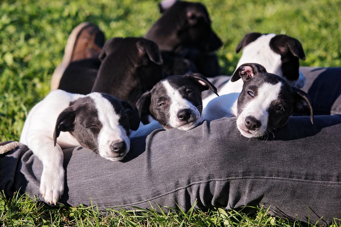 Whippet hvalpe billede 5