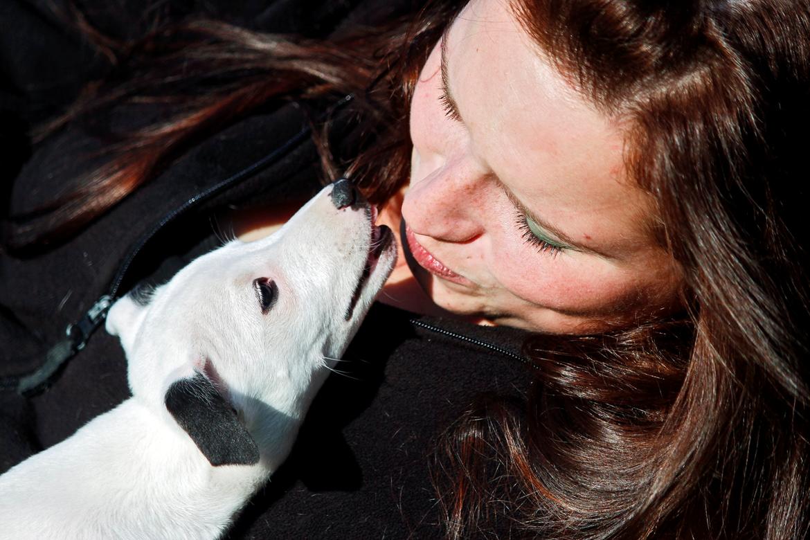 Whippet hvalpe billede 7