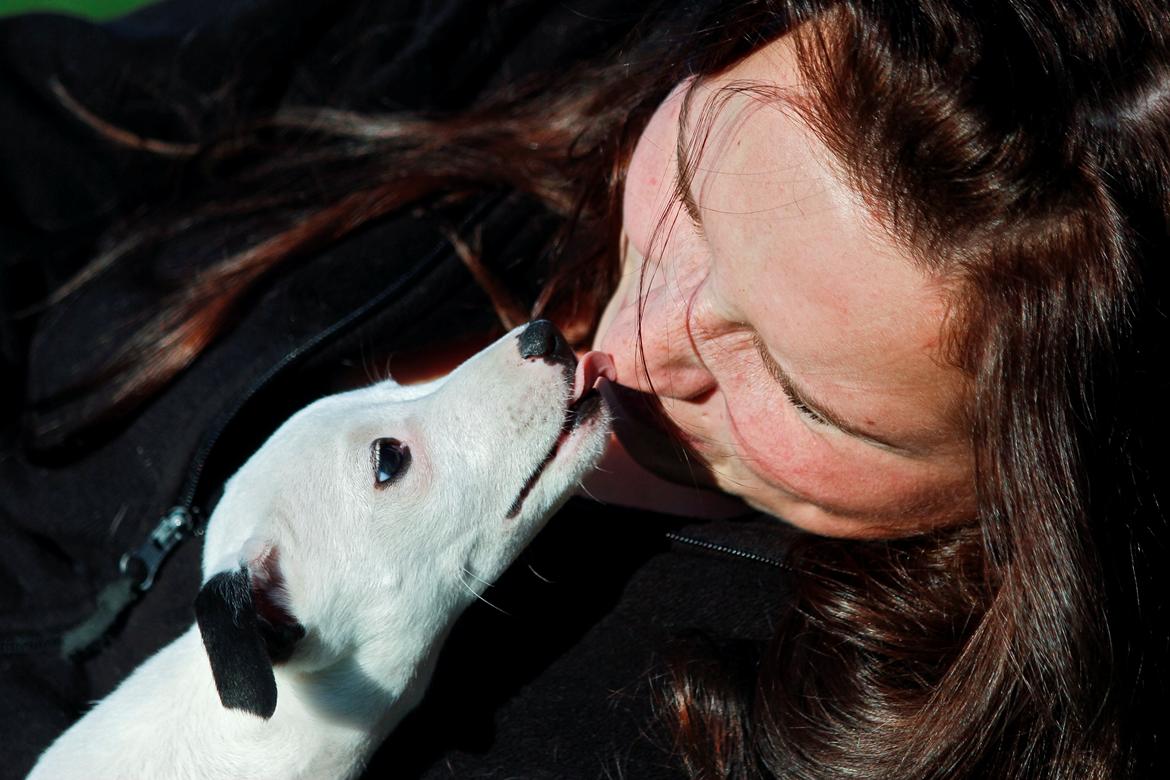 Whippet hvalpe billede 8