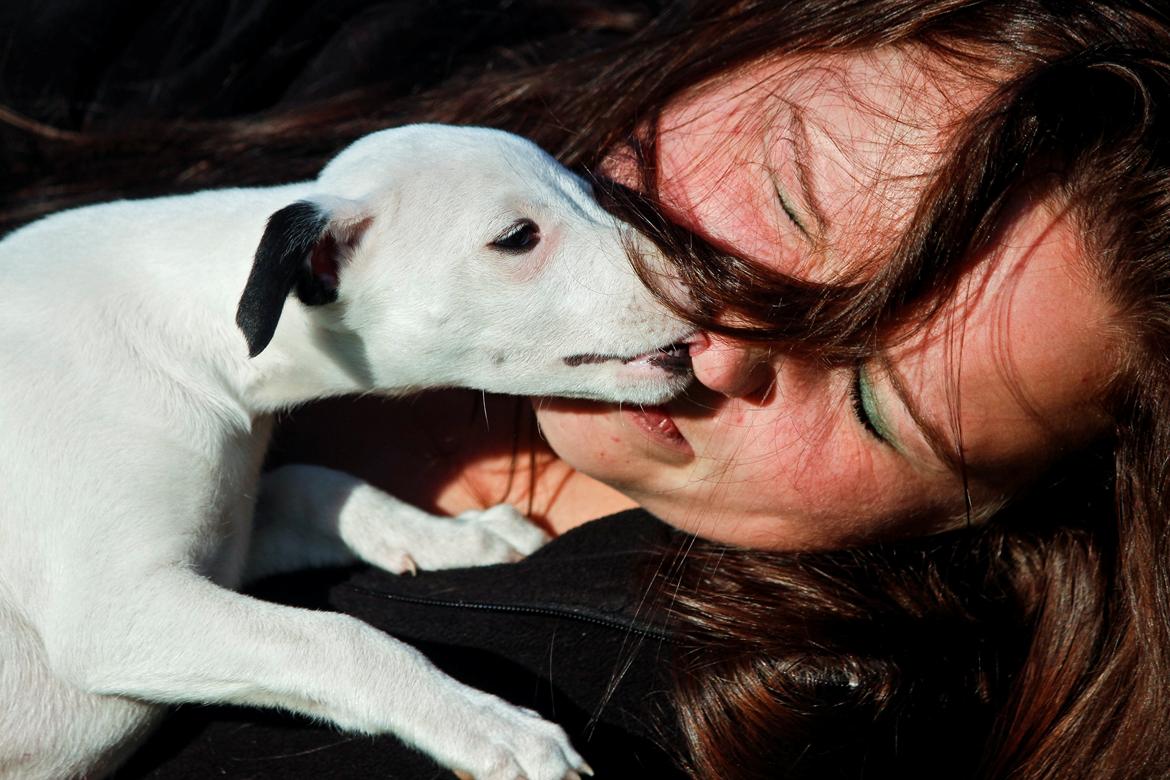 Whippet hvalpe billede 9