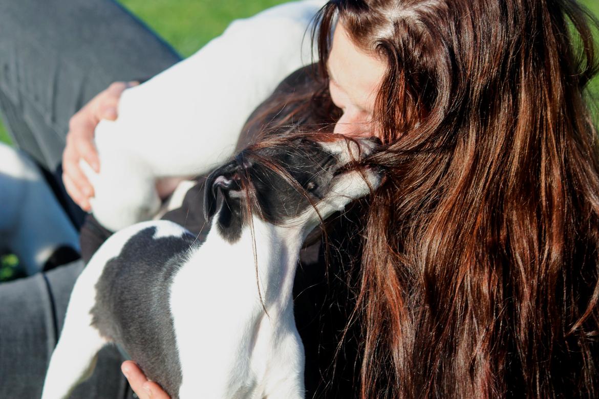 Whippet hvalpe billede 10