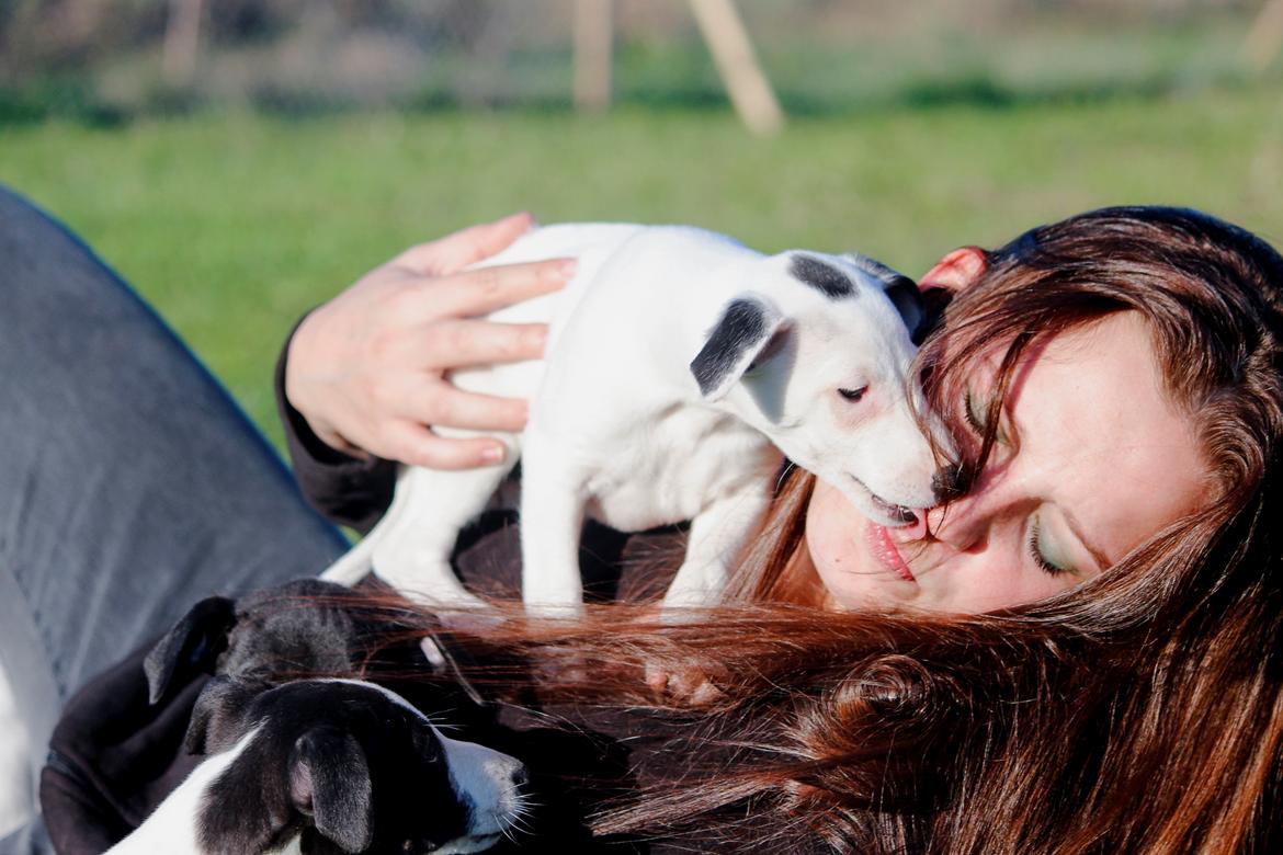 Whippet hvalpe billede 11