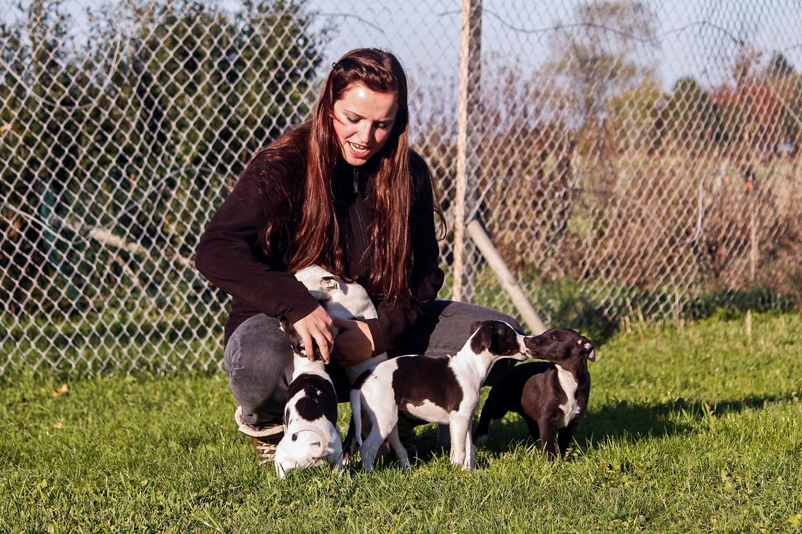 Whippet hvalpe billede 13