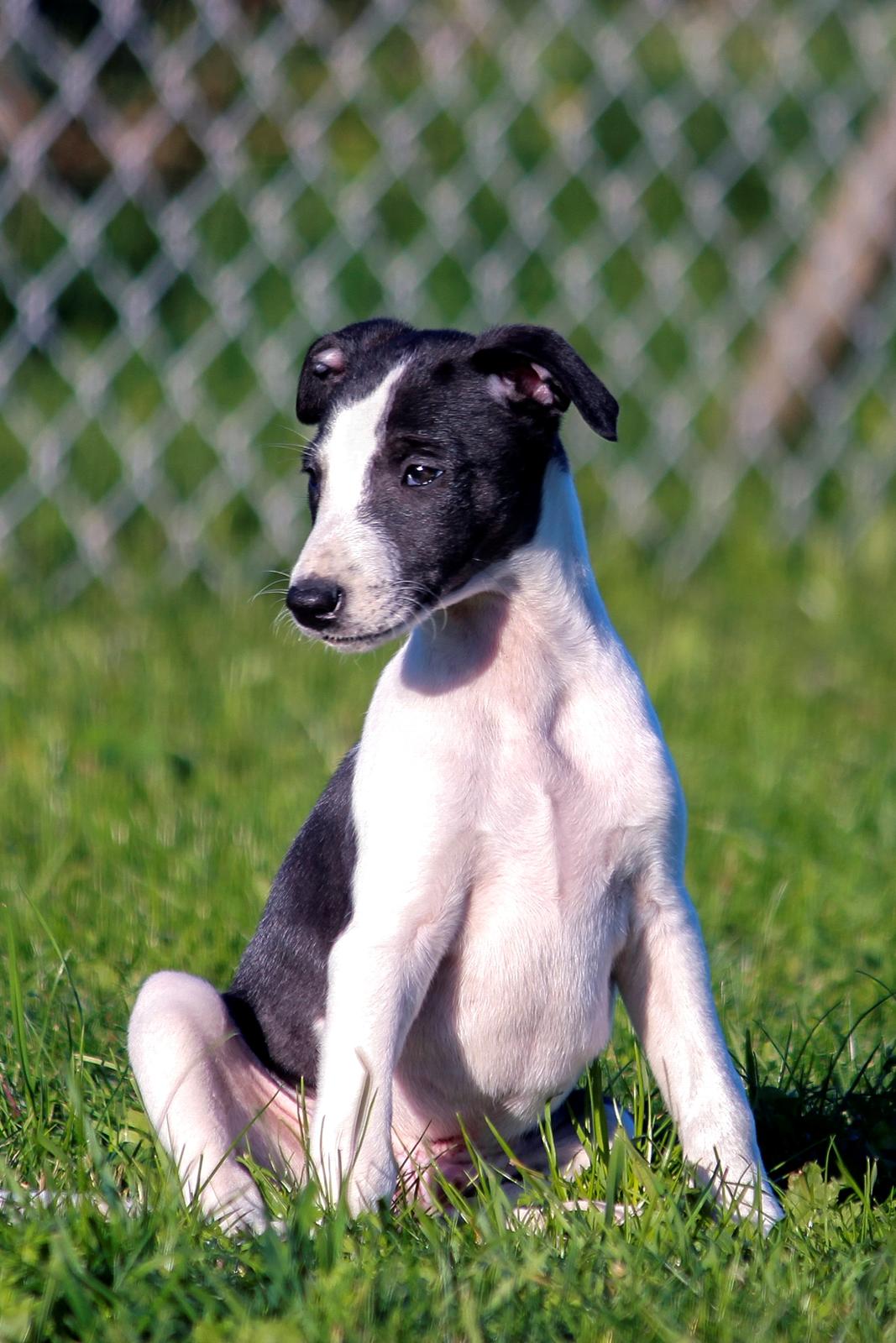 Whippet hvalpe billede 14