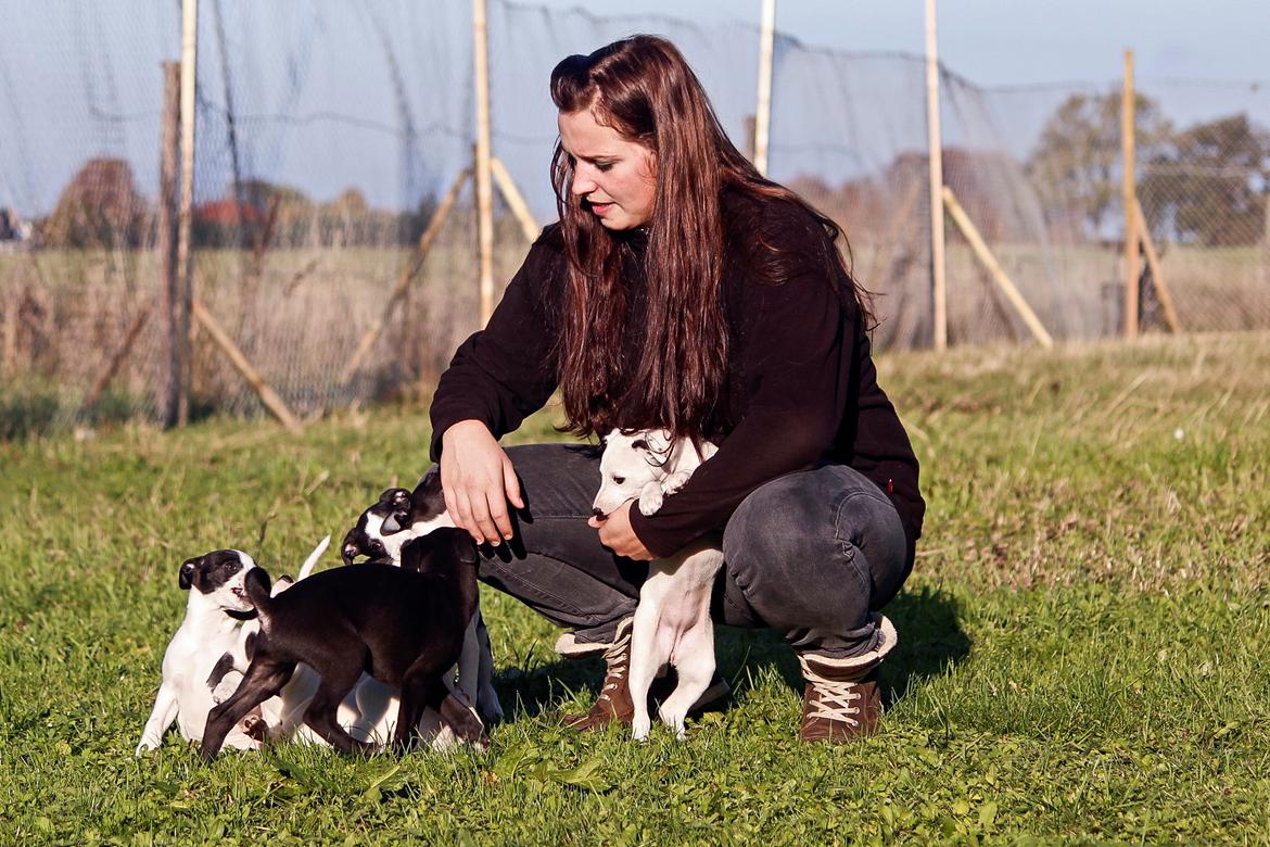 Whippet hvalpe billede 15
