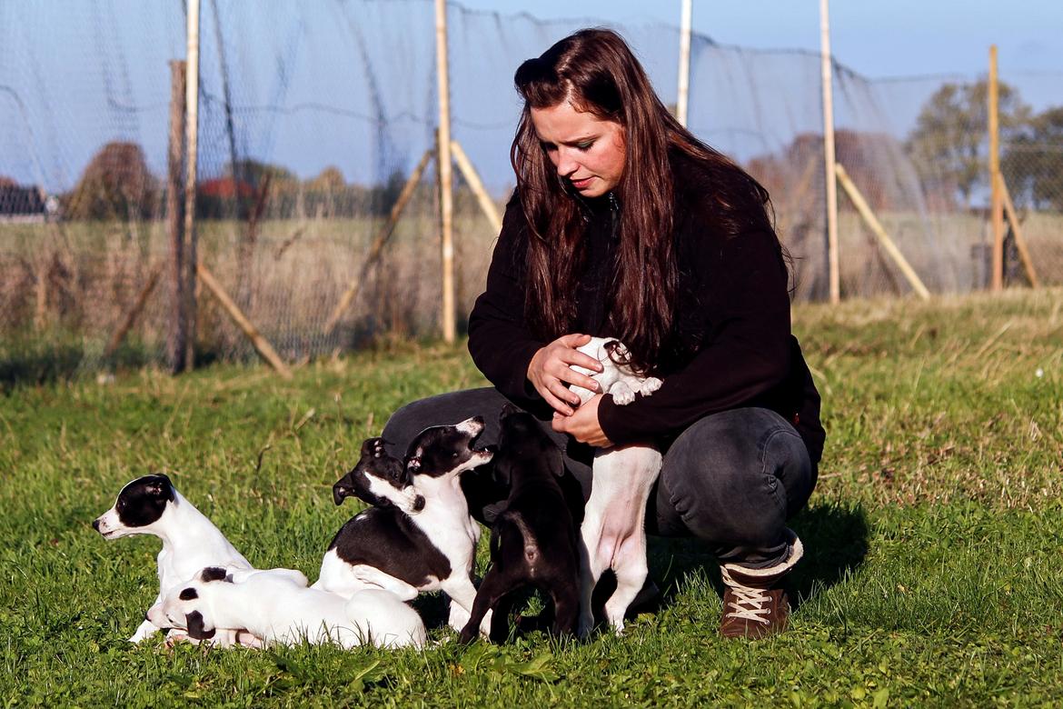 Whippet hvalpe billede 16