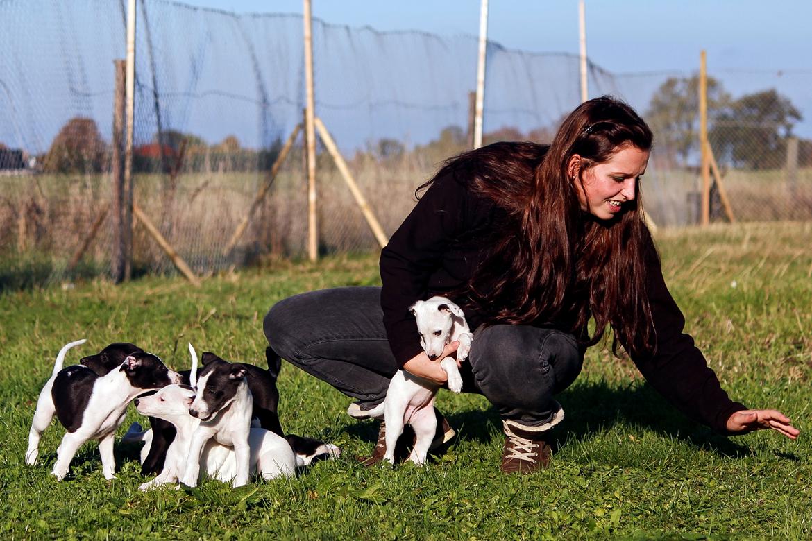 Whippet hvalpe billede 17