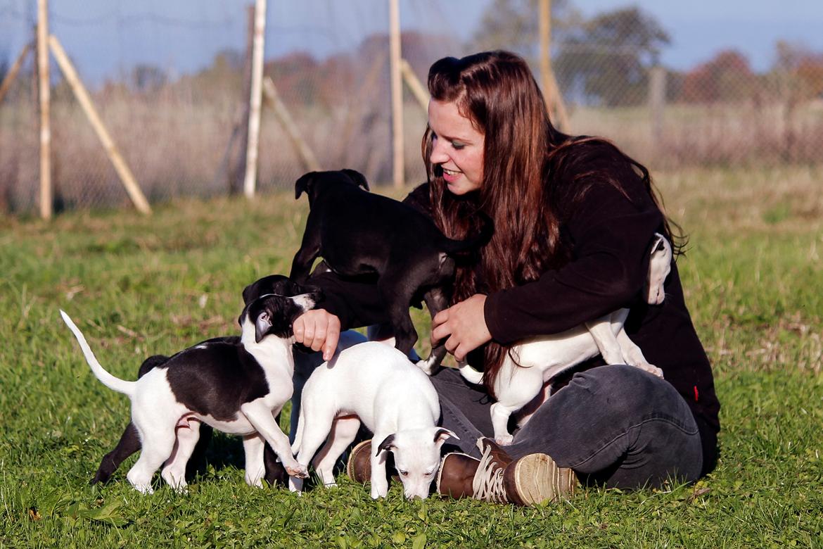 Whippet hvalpe billede 18