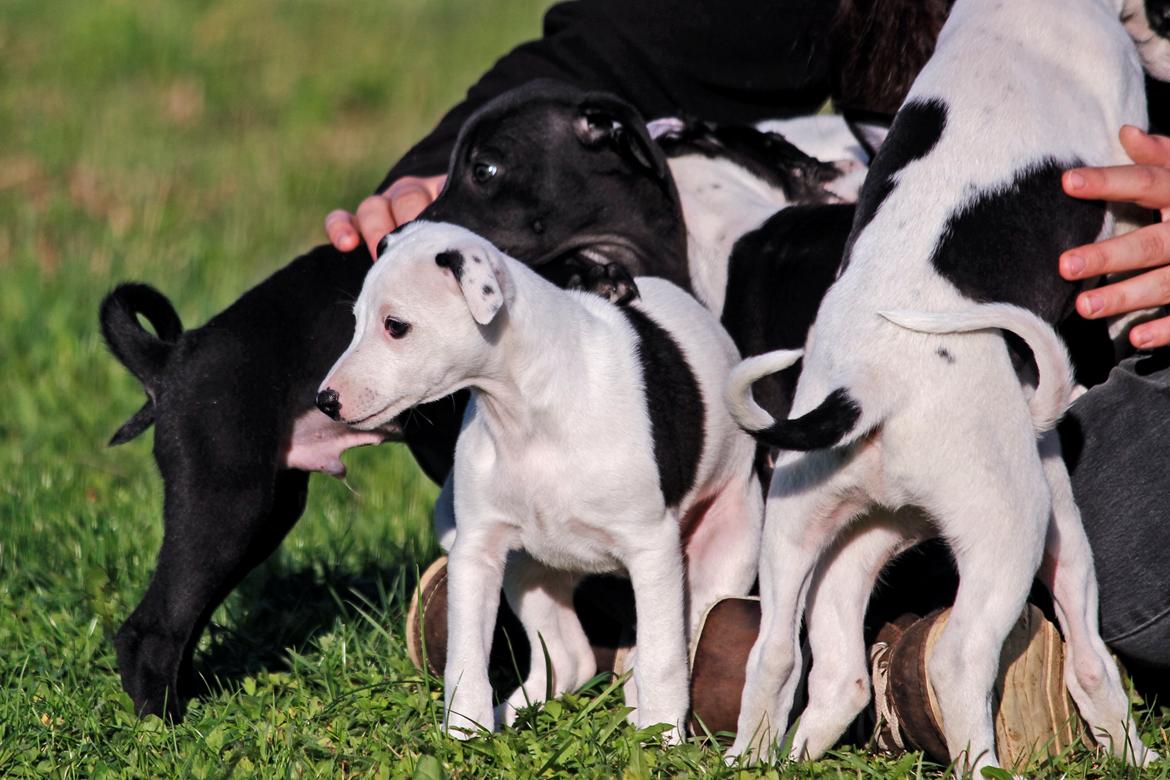 Whippet hvalpe billede 19