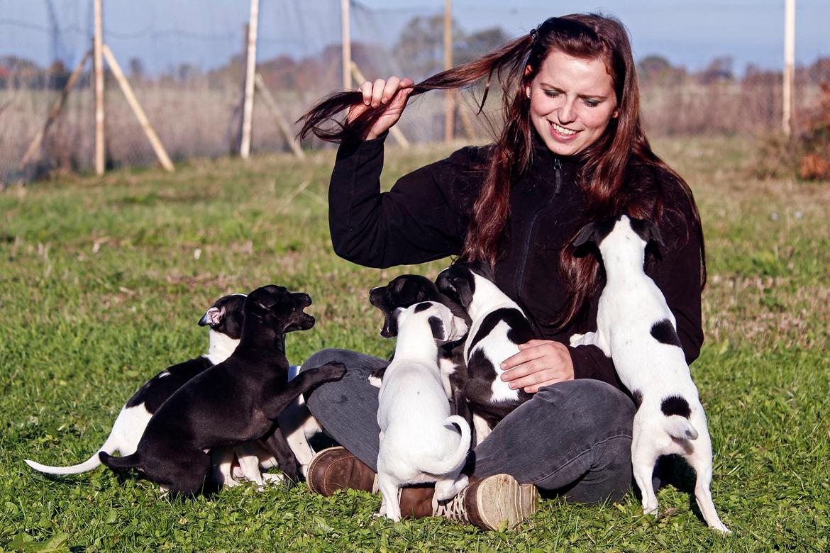 Whippet hvalpe billede 20