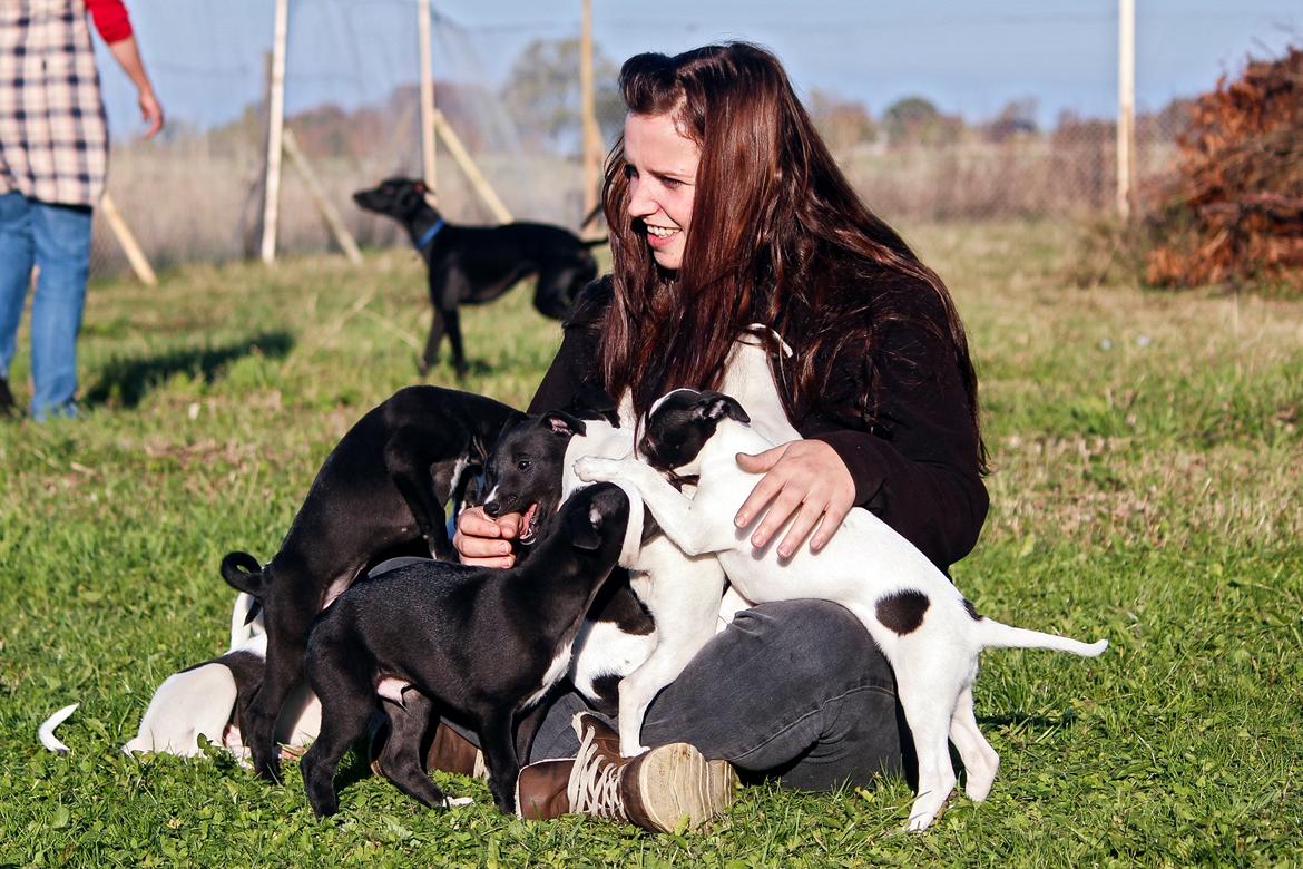 Whippet hvalpe billede 21