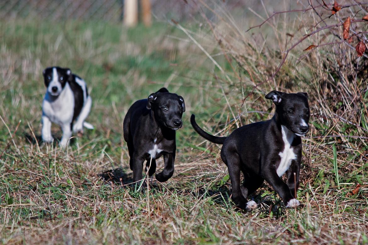 Whippet hvalpe billede 22