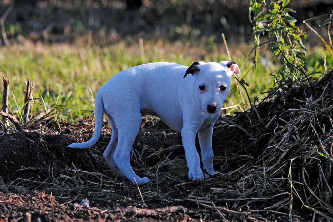 Whippet hvalpe billede 23