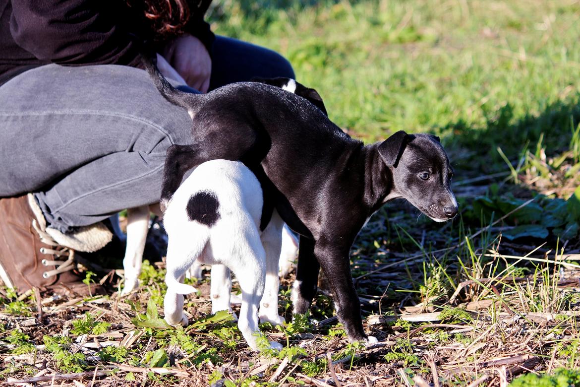 Whippet hvalpe billede 24