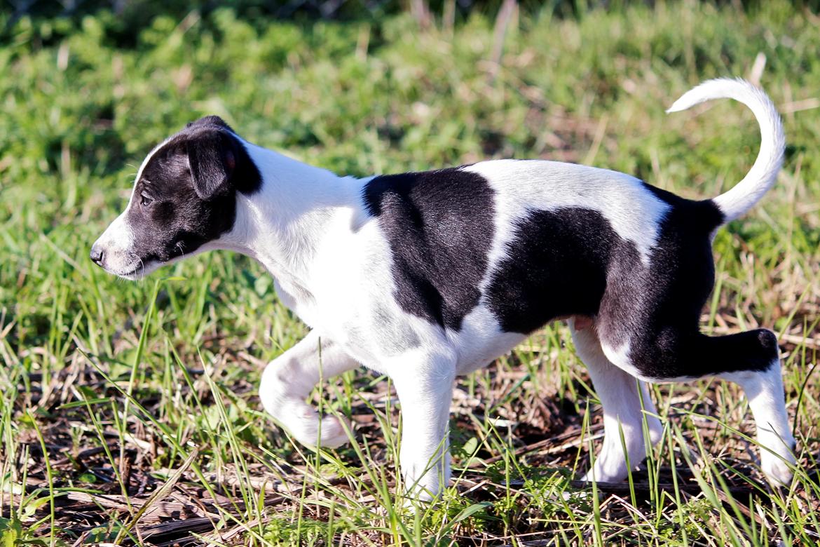 Whippet hvalpe billede 25