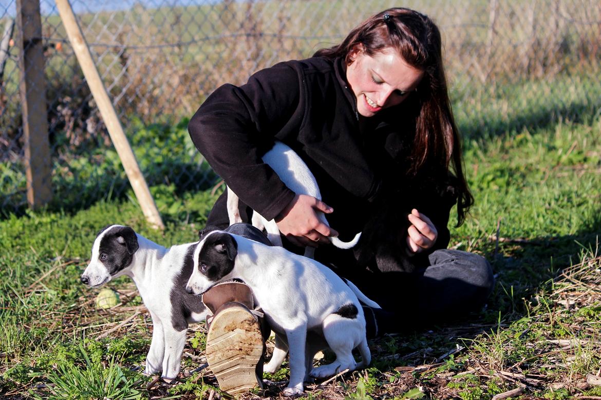 Whippet hvalpe billede 26